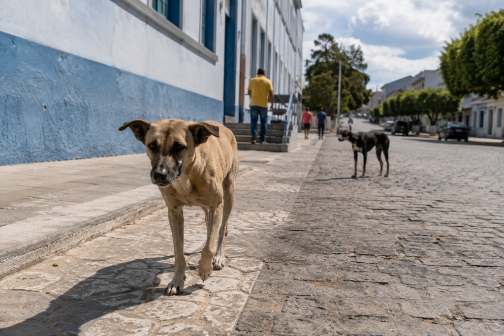 MPPB investiga abandono e matança de animais em Teixeira