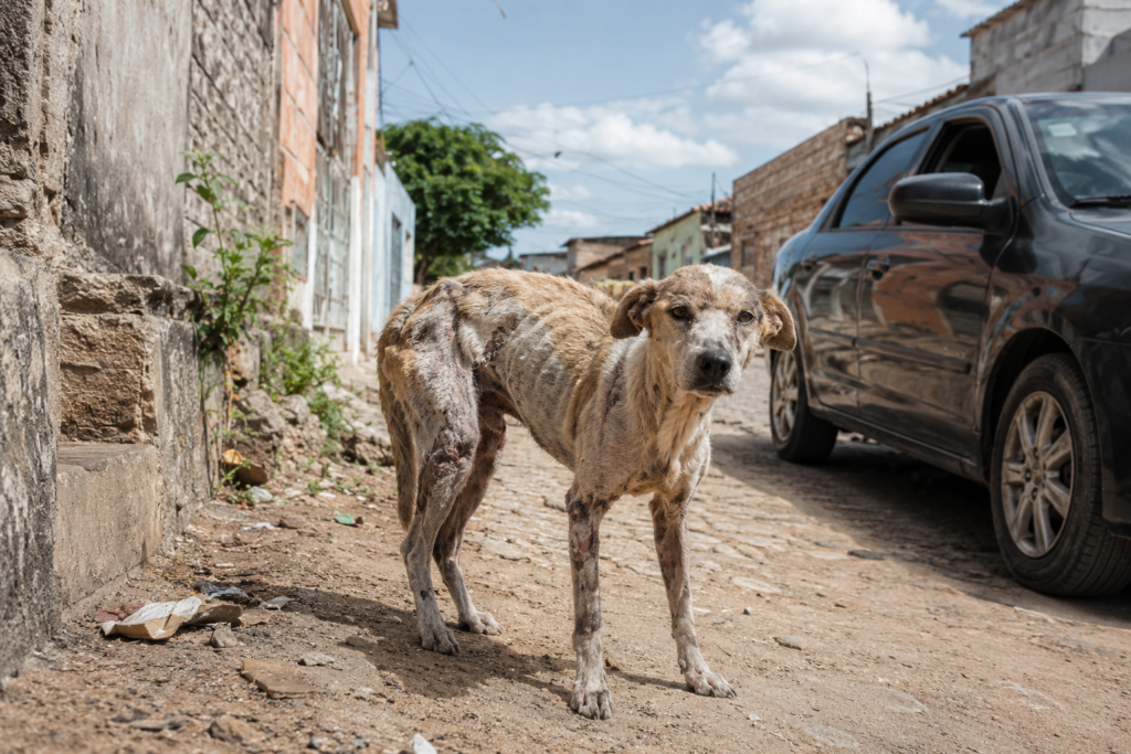 Polícia Civil apura morte de 70 animais envenenados em Teixeira (Vídeo)